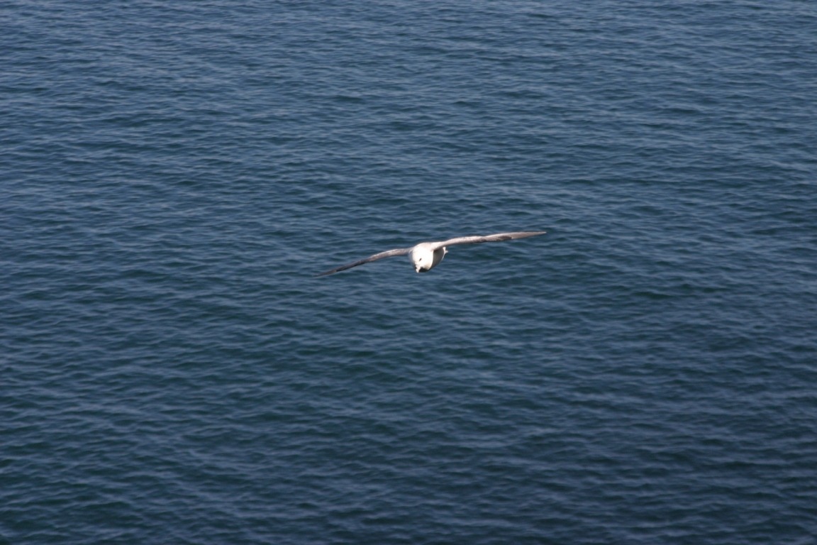 Seagull At Duntulum Castle